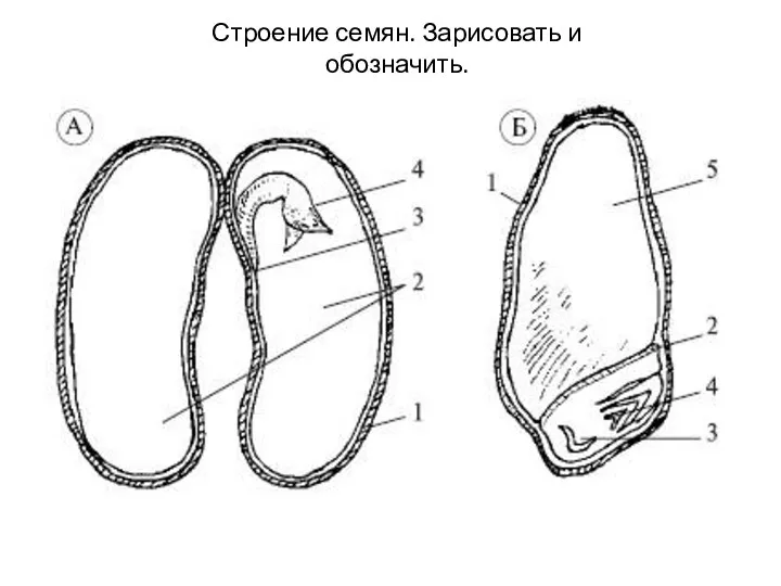 Строение семян. Зарисовать и обозначить.