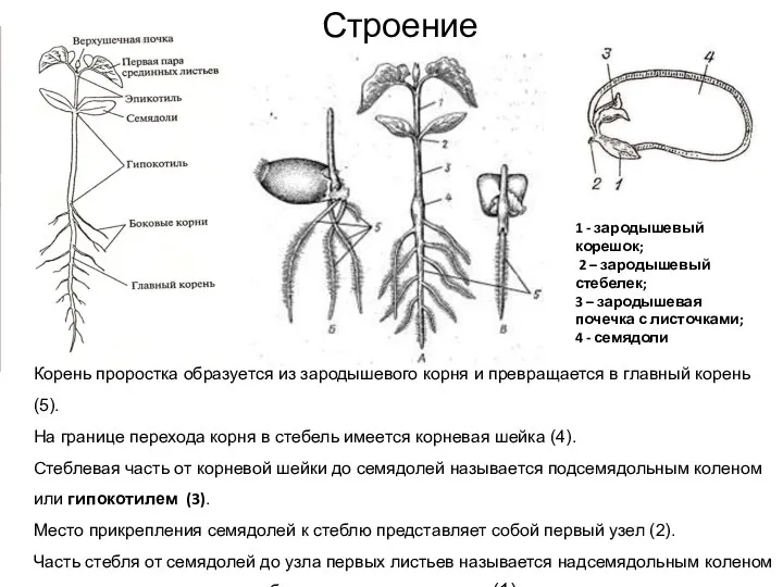 Строение проростка Корень проростка образуется из зародышевого корня и превращается