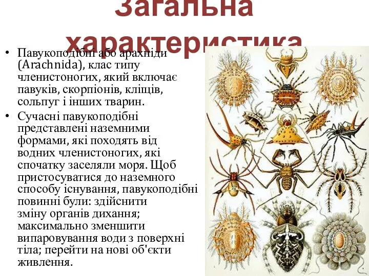 Загальна характеристика Павукоподібні або арахніди (Arachnida), клас типу членистоногих, який