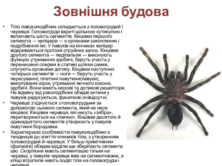 Зовнішня будова Тіло павукоподібних складається з головогрудей і черевця. Головогруди