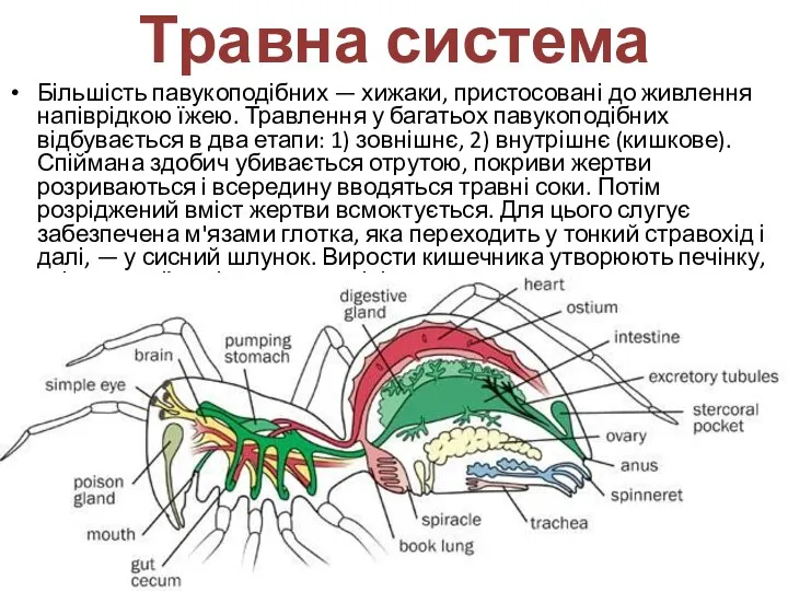 Травна система Більшість павукоподібних — хижаки, пристосовані до живлення напіврідкою