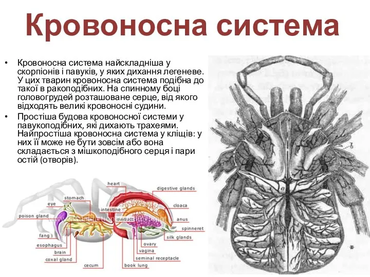 Кровоносна система Кровоносна система найскладніша у скорпіонів і павуків, у