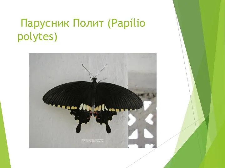 Парусник Полит (Papilio polytes)