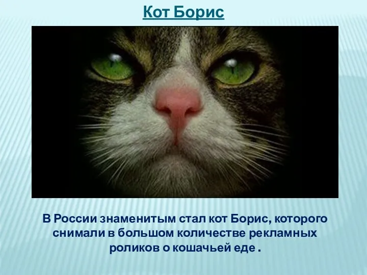 В России знаменитым стал кот Борис, которого снимали в большом