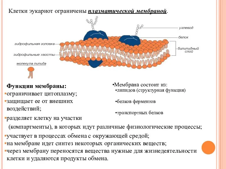 Клетки эукариот ограничены плазматической мембраной. Мембрана состоит из: липидов (структурная функция) белков ферментов