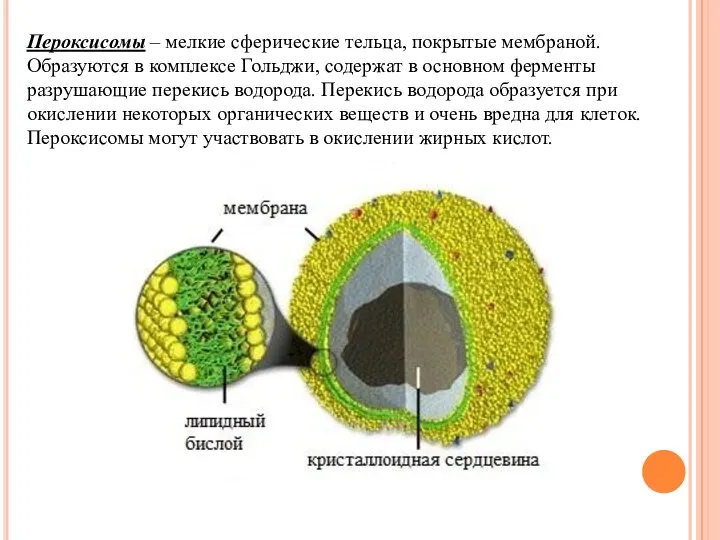 Пероксисомы – мелкие сферические тельца, покрытые мембраной. Образуются в комплексе Гольджи, содержат в