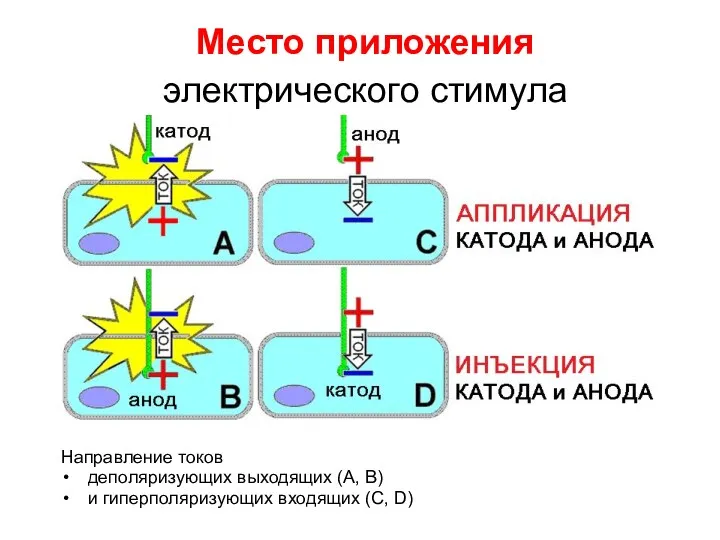 Место приложения электрического стимула Направление токов деполяризующих выходящих (А, B) и гиперполяризующих входящих (C, D)