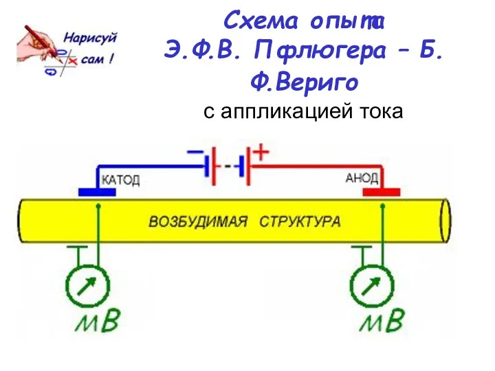 Схема опыта Э.Ф.В. Пфлюгера – Б.Ф.Вериго с аппликацией тока