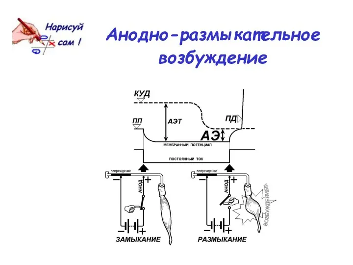 Анодно-размыкательное возбуждение