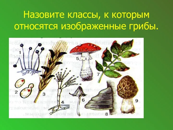 Назовите классы, к которым относятся изображенные грибы.