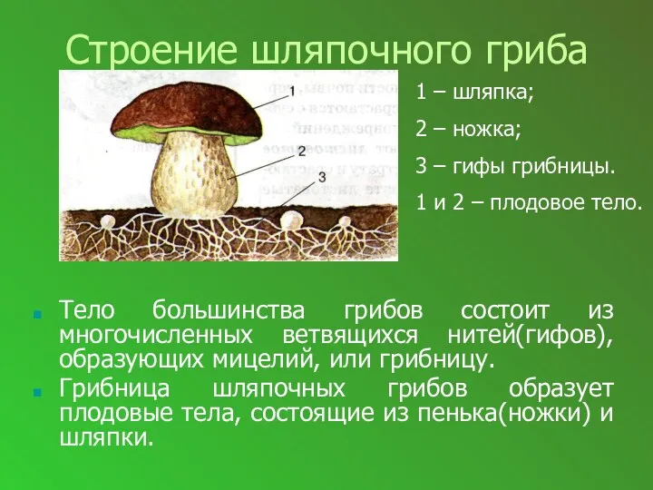 Строение шляпочного гриба Тело большинства грибов состоит из многочисленных ветвящихся нитей(гифов), образующих мицелий,