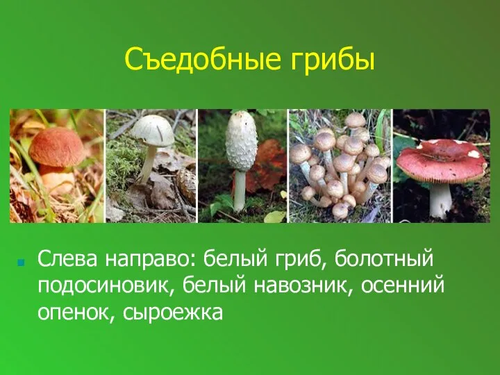 Съедобные грибы Слева направо: белый гриб, болотный подосиновик, белый навозник, осенний опенок, сыроежка