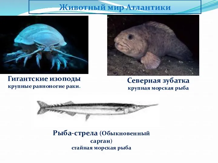 Животный мир Атлантики Гигантские изоподы крупные равноногие раки. Северная зубатка