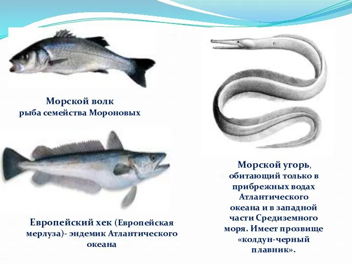 Морской волк рыба семейства Мороновых Европейский хек (Европейская мерлуза)- эндемик