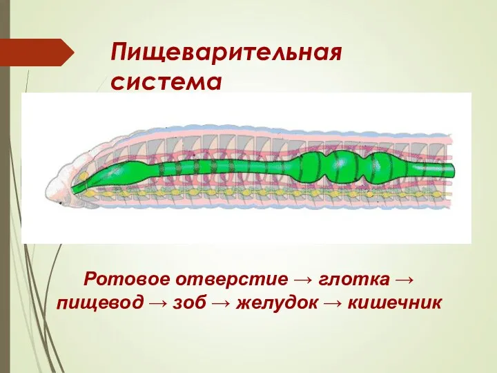 Пищеварительная система Ротовое отверстие → глотка → пищевод → зоб → желудок → кишечник