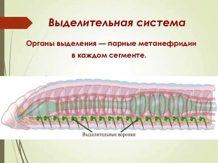Выделительная система Органы выделения — парные метанефридии в каждом сегменте.