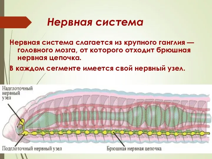 Нервная система Нервная система слагается из крупного ганглия — головного