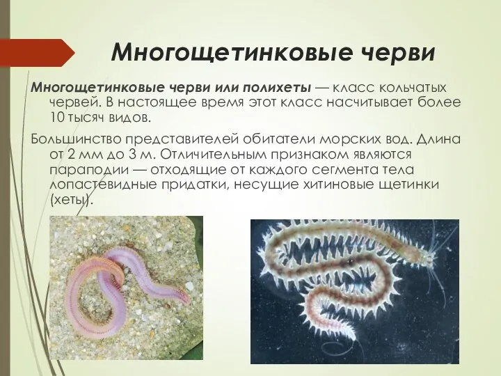 Многощетинковые черви Многощетинковые черви или полихеты — класс кольчатых червей.
