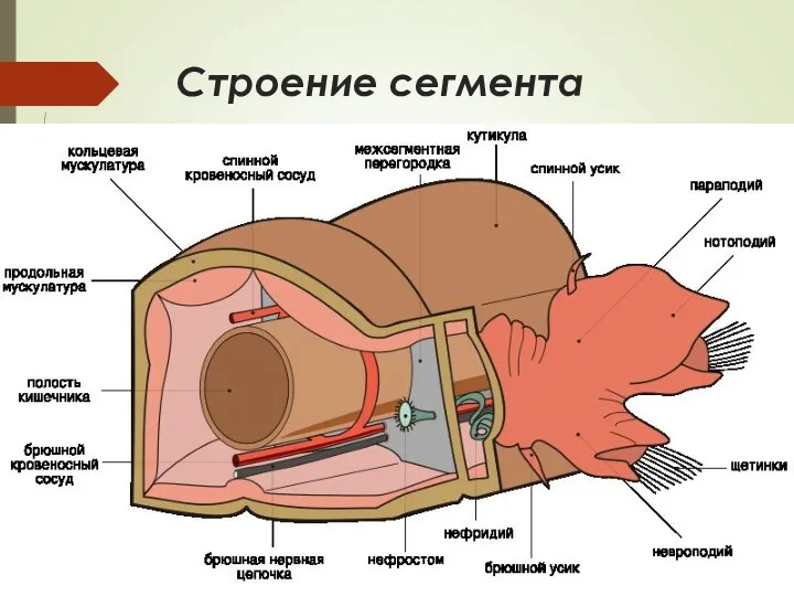 Строение сегмента