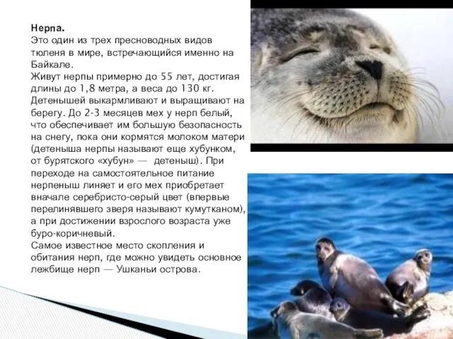 Нерпа. Это один из трех пресноводных видов тюленя в мире,