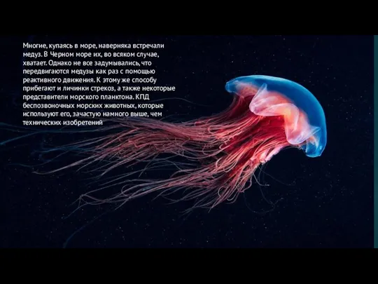 Многие, купаясь в море, наверняка встречали медуз. В Черном море