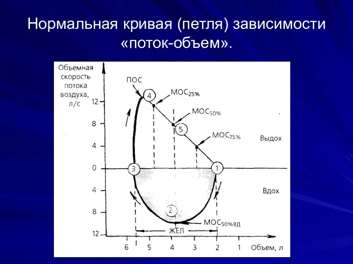 Нормальная кривая (петля) зависимости «поток-объем».