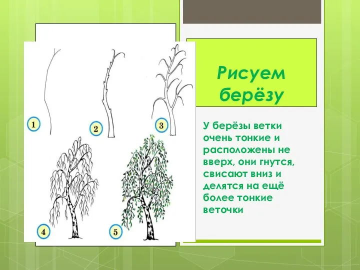 Рисуем берёзу У берёзы ветки очень тонкие и расположены не