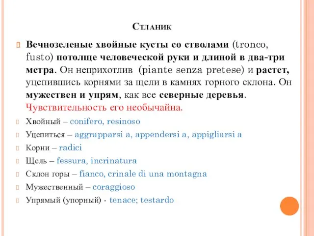 Стланик Вечнозеленые хвойные кусты со стволами (tronco, fusto) потолще человеческой