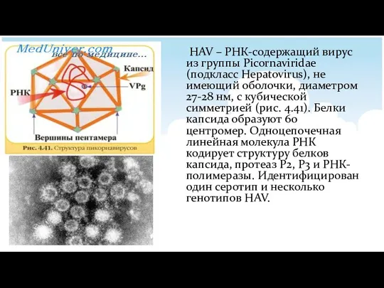 HAV – РНК-содержащий вирус из группы Picornaviridae (подкласс Hepatovirus), не