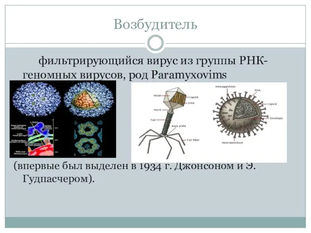 Возбудитель фильтрирующийся вирус из группы РНК- геномных вирусов, род Paramyxovims