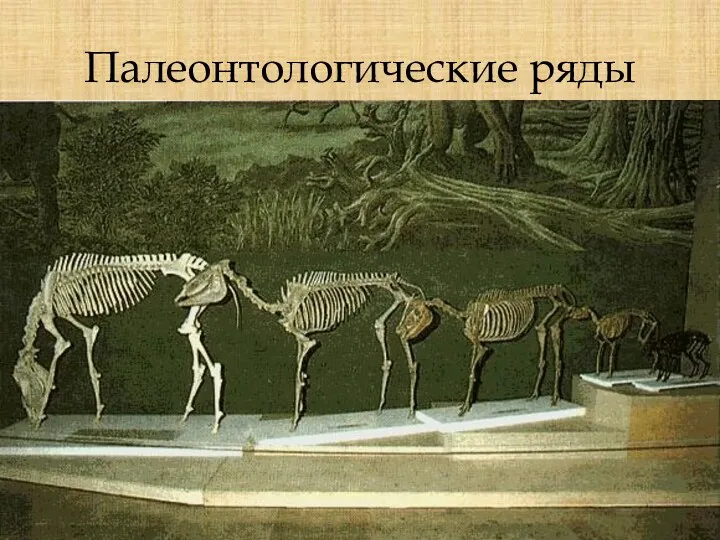 Палеонтологические ряды