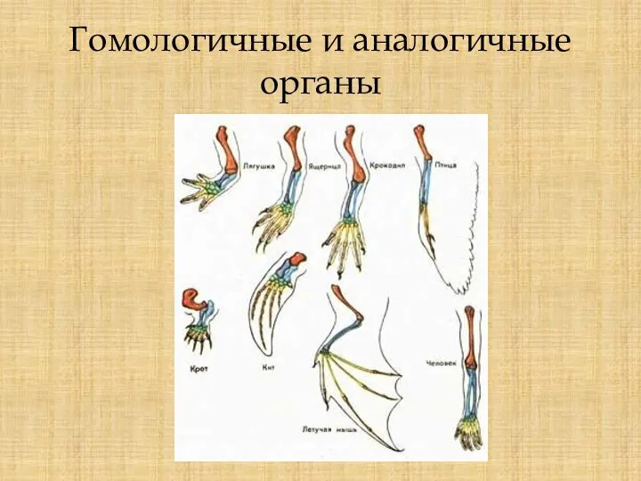 Гомологичные и аналогичные органы