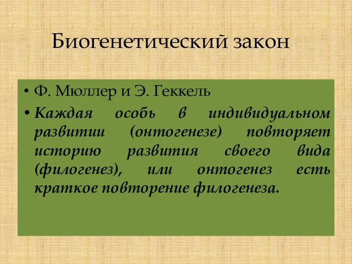 Биогенетический закон Ф. Мюллер и Э. Геккель Каждая особь в