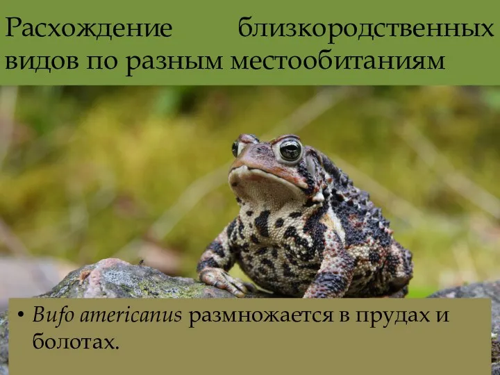 Расхождение близкородственных видов по разным местообитаниям Bufo americanus размножается в прудах и болотах.