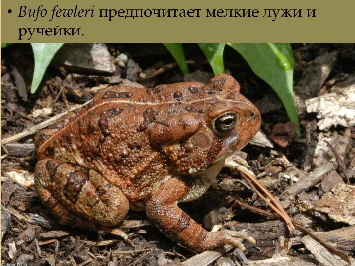 Bufo fewleri предпочитает мелкие лужи и ручейки.