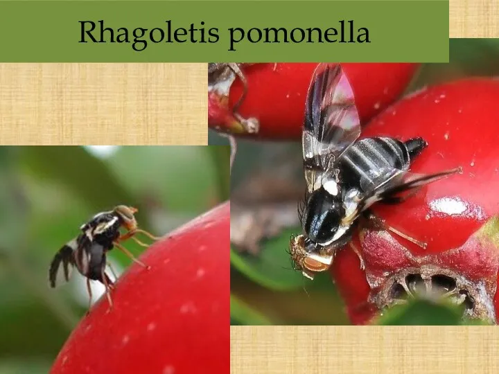 Rhagoletis pomonella