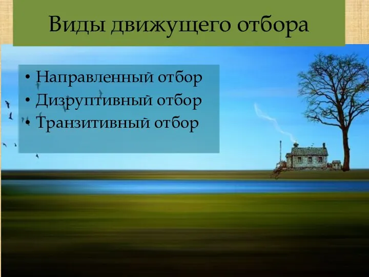 Виды движущего отбора Направленный отбор Дизруптивный отбор Транзитивный отбор