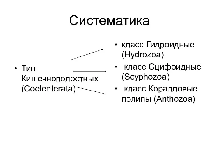 Систематика Тип Кишечнополостных (Coelenterata) класс Гидроидные (Hydrozoa) класс Сцифоидные (Scyphozoa) класс Коралловые полипы (Anthozoa)