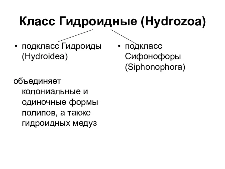 Класс Гидроидные (Hydrozoa) подкласс Гидроиды (Hydroidea) объединяет колониальные и одиночные