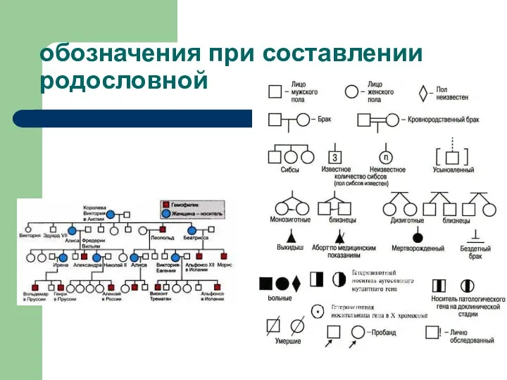 обозначения при составлении родословной