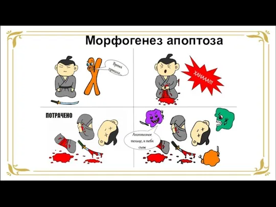 Морфогенез апоптоза