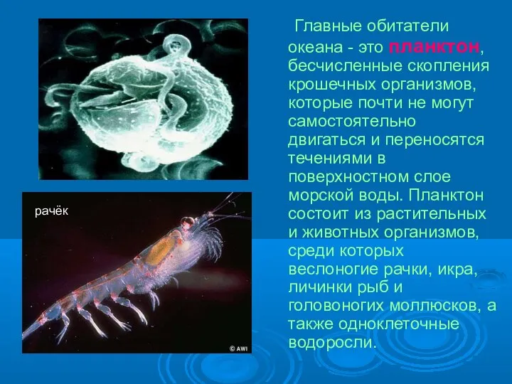 Главные обитатели океана - это планктон, бесчисленные скопления крошечных организмов, которые почти не