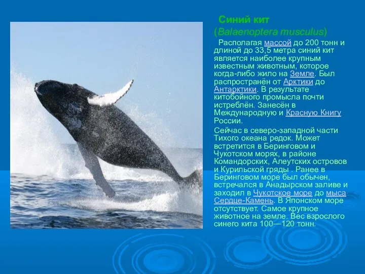 Синий кит (Balaenoptera musculus) Располагая массой до 200 тонн и длиной до 33,5