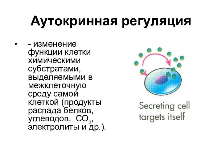 Аутокринная регуляция - изменение функции клетки химическими субстратами, выделяемыми в