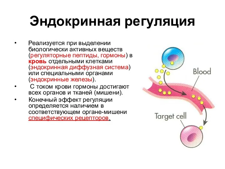 Эндокринная регуляция Реализуется при выделении биологически активных веществ (регуляторные пептиды,