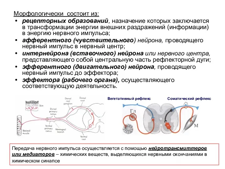 Морфологически состоит из: рецепторных образований, назначение которых заключается в трансформации