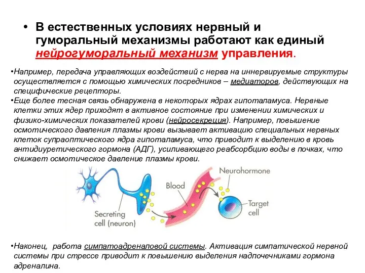 В естественных условиях нервный и гуморальный механизмы работают как единый