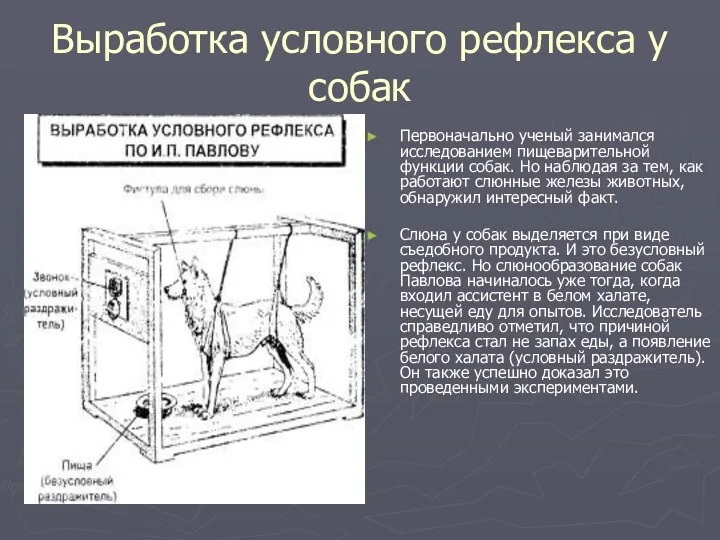 Выработка условного рефлекса у собак Первоначально ученый занимался исследованием пищеварительной