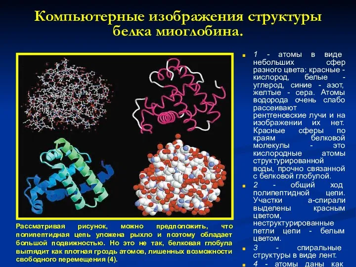 Компьютерные изображения структуры белка миоглобина. 1 - атомы в виде