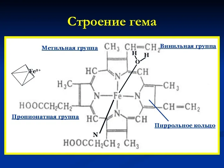 Строение гема Винильная группа Метильная группа Пропионатная группа Пиррольное кольцо Fe2+ О Н Н N